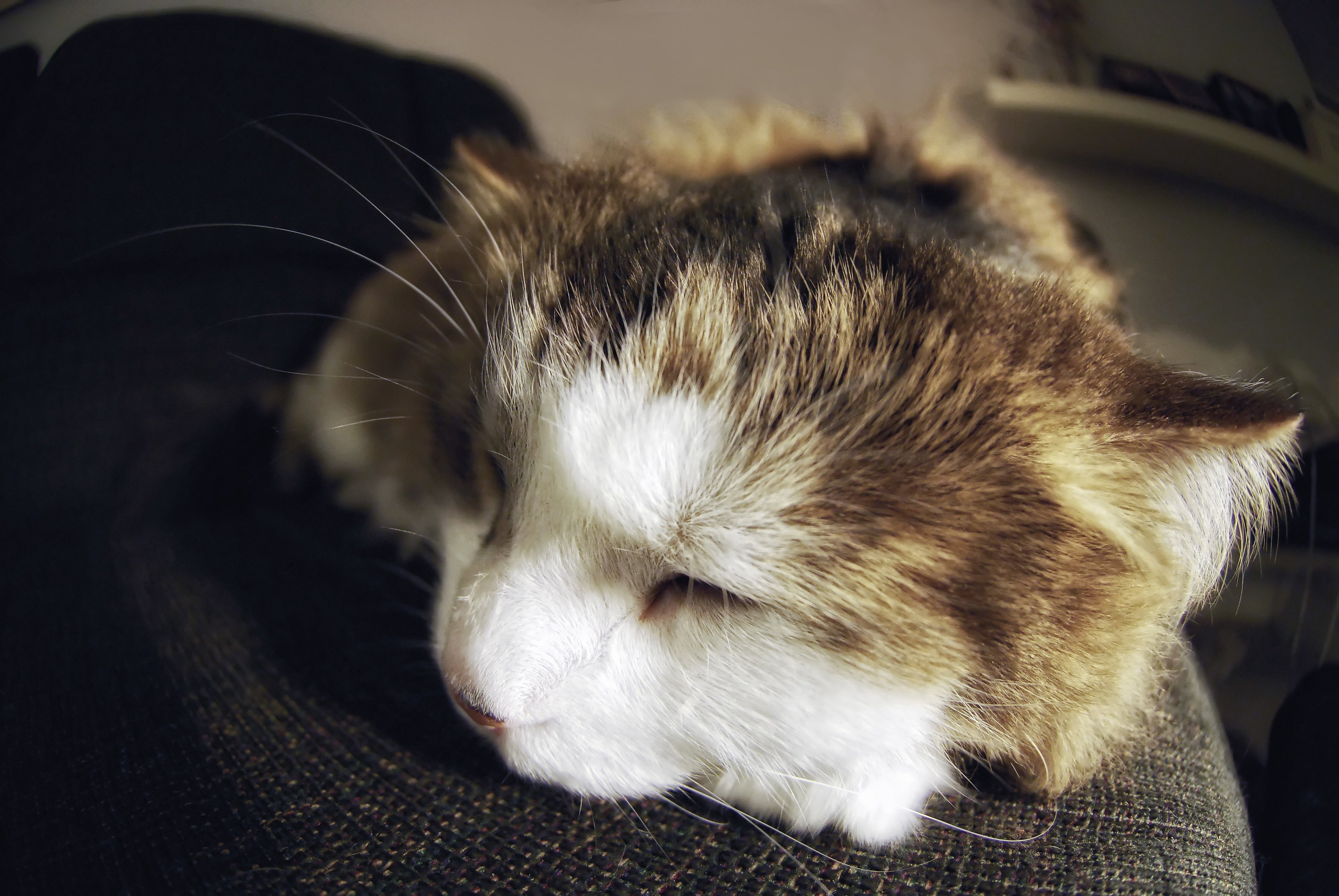 Load video: Real Cats. Real Naps. Real Joy.